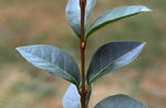 برگ نو (برگ ریز)